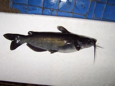 00￥14.89/kg所属基地:吉莲海鲜钳鱼/斤产品详情基地产品生产基地